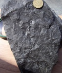 Palmatopteris furcata Brongniart