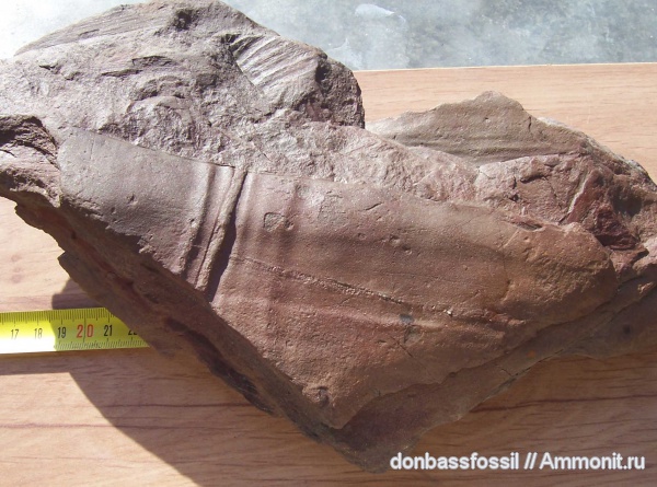 Calamites