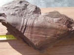 Calamites (Crucicalamites) multiramis ??