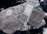 Calamites+Neuropteris+Mariopteris
