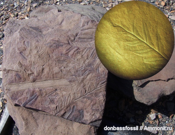 Alethopteris