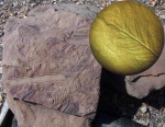 Alethopteris