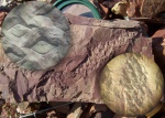 Lepidophloios acerosus Lindley and Hutton