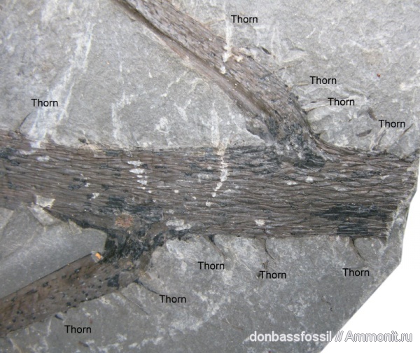 Liginopteris