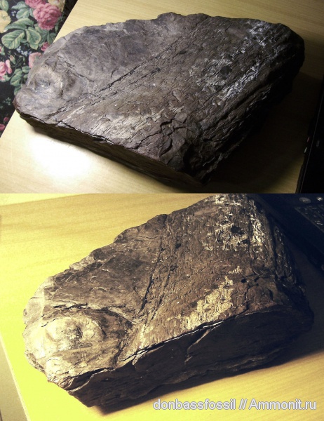 лепидодендрон, Lepidodendron