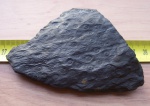 Stigmaria ficoides