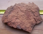 Neuropteris+Mariopteris