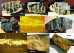 Archaeopteris коллаж