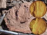 Bothrodendron minutifolium