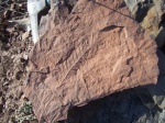 Alethopteris