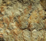 Fortopteris latifolia Zeiller