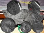 Bothrodendron minutifolium