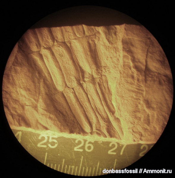 Членистостебельные каменноугольного периода (Carboniferous Calamites)