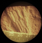 Членистостебельные каменноугольного периода (Carboniferous Calamites)