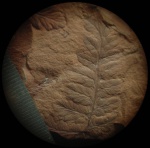 Mariopteris