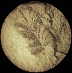 Neuropteris, одиночный лист