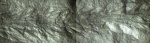 Ветвь Bothrodendron minutifolium