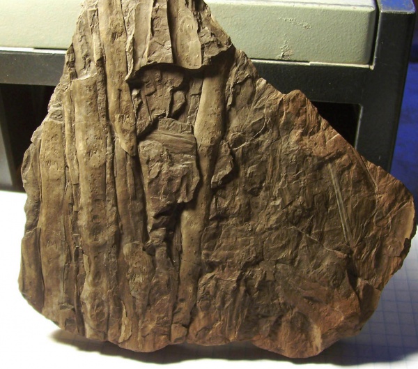 Sigillaria