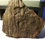 Sigillaria scutellata