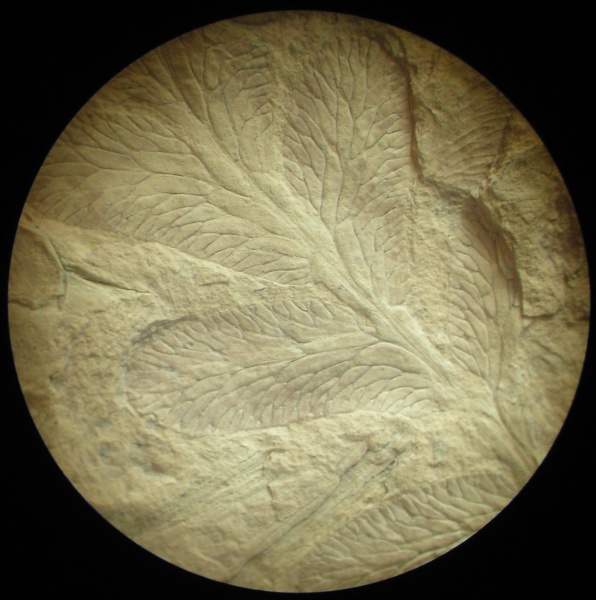 Reticulopteris