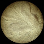 Reticulopteris münsteri