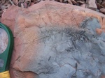 Alethopteris