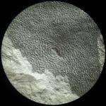 Кора и листовой рубец Bothrodendron