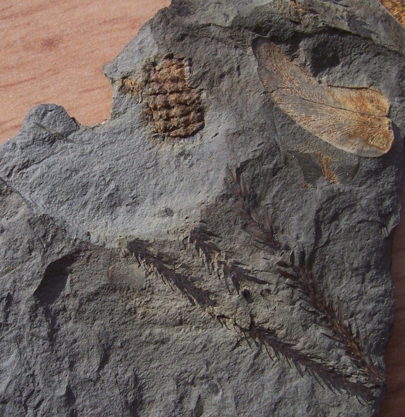 Eophrynus