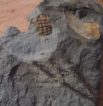 Eophrynus?