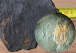 Potoniea