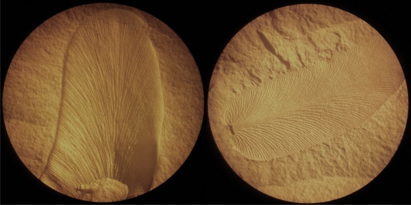 Neuropteris