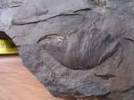 Cyclopteris