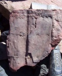Calamites goepperti