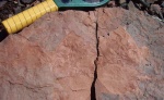 Sphenophyllum