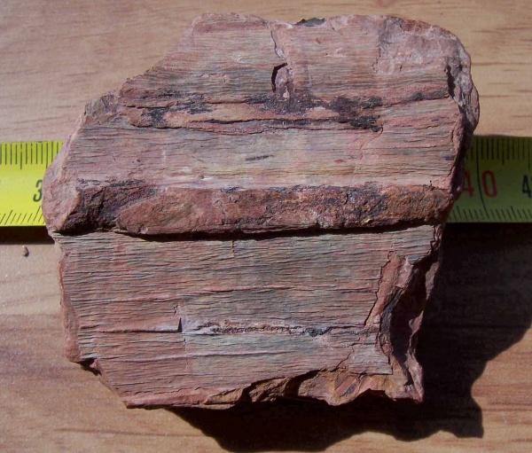 Syringodendron