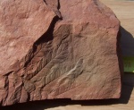 Mariopteris