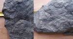 Lepidodendron: ветвь с листьями