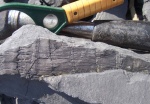 Calamites goepperti