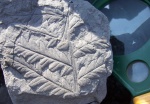 Mariopteris muricata