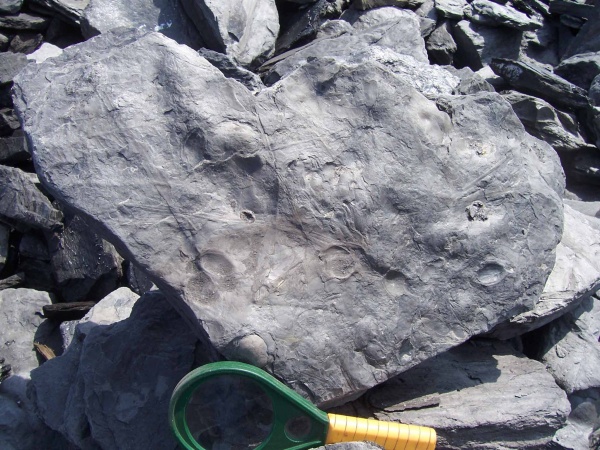 Trigonocarpus