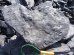 Trigonocarpus в ассортименте
