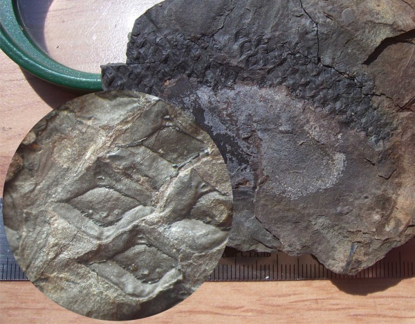 Lepidophloios