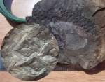 Lepidophloios