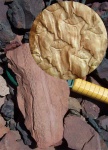 Lepidodendron