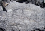 Macrostachya