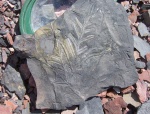 Alethopteris