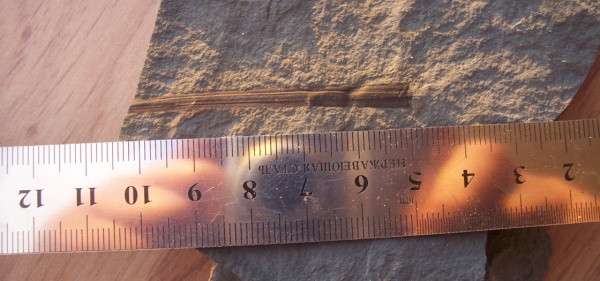 Cyperites