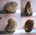 Pterotrigonia