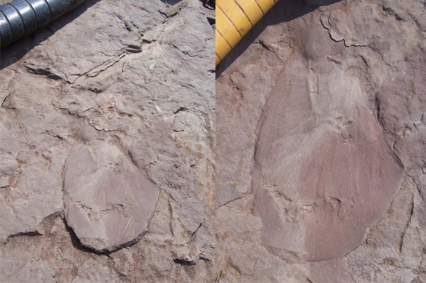 Cyclopteris, циклоптерис