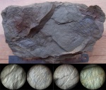 Dicranophyllum